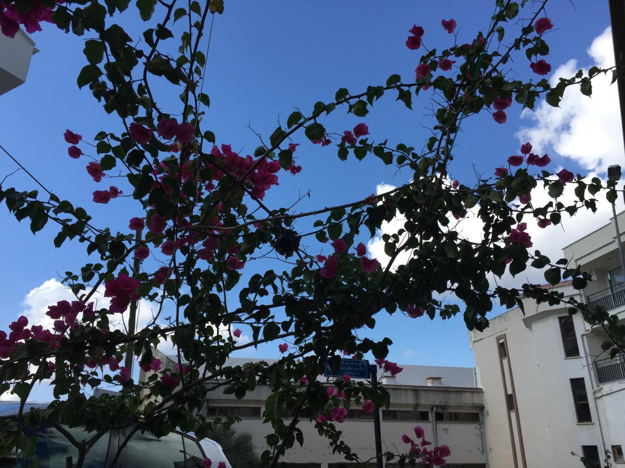 Sanisu Pansiyon Kaş Exterior foto